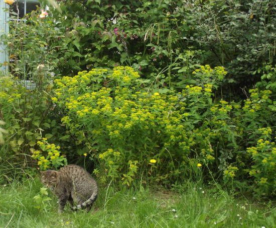 euphorbia cat