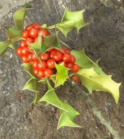 holly.berries