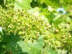 bach flower remedy vine