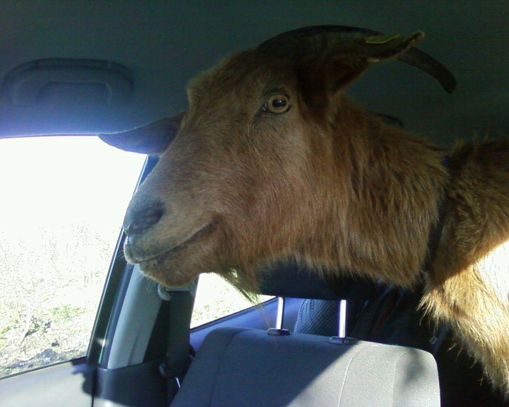 goatincar