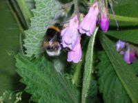 comfrey flower essence