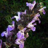 sage flower remedy