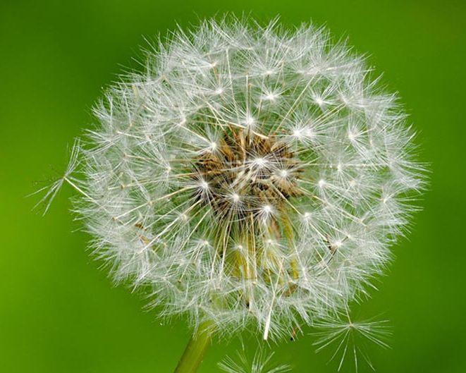 dandelion.seed