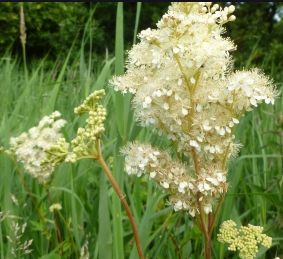 meadowsweet