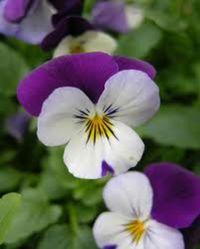 pansy