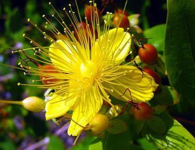 st.johns wort