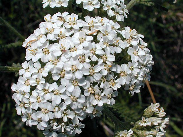 yarrow