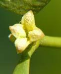 mistletoe flower remedy