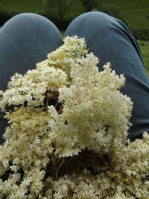 elder flowers on lap