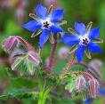 Borage Flower Remedy / Essence Borago officinalis