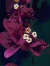 Borganvillaea Flower Remedy / Essence