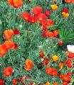 californian poppy flower essence