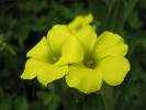 cape sorrel flower essence