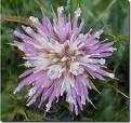 carduus thistle flower essence