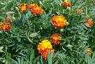 french marigold flower essence