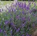 lavender flower essence