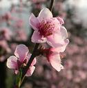 peach flower essence