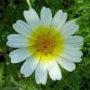 stellafloweressence Stella Chakra