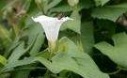 bindweed