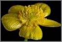 Buttercup Flower Remedy / Essence Ranunculus acris