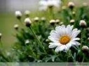 daisy flower essence