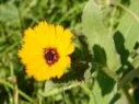 field marigold