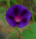Morning Glory (Ipomea) Flower Essence / Remedy Ipomea purpurea