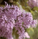 persian lilac