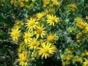 Lunar ragwort flower remedy