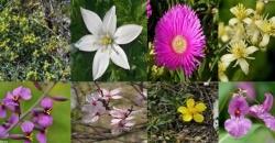 8 flower rescue remedy