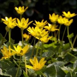 Celandine flower essence / remedy  Ranunculus ficaria