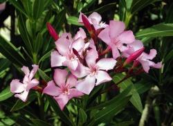 oleander flower essence