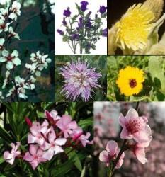 radiance flower remedies